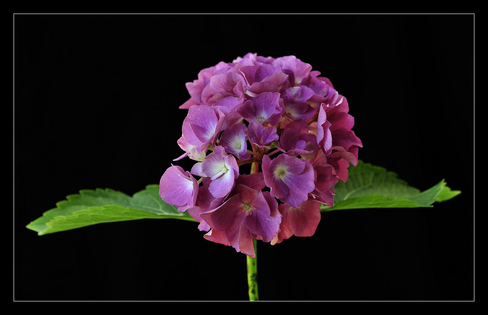 Flying Hydrangea...