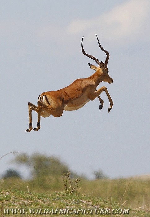 Flying Impala