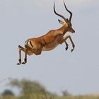 Flying Impala