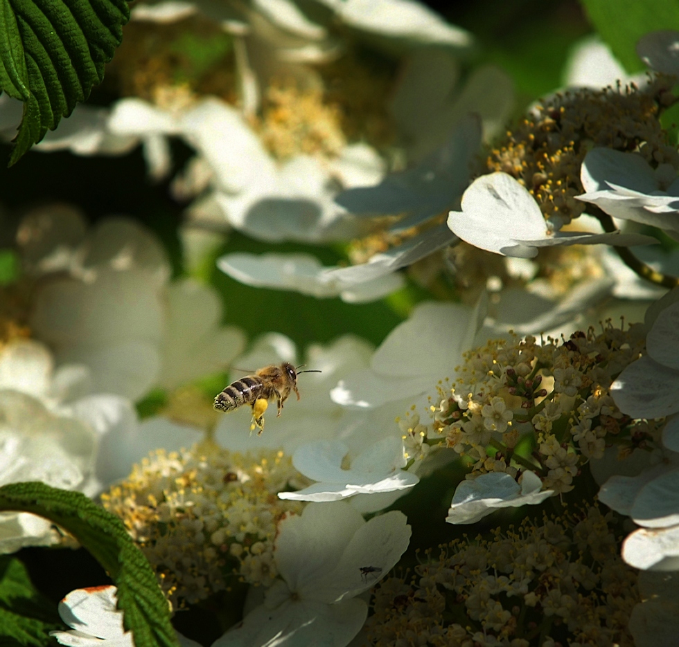 FLYING IN THE FLOWER WORLD