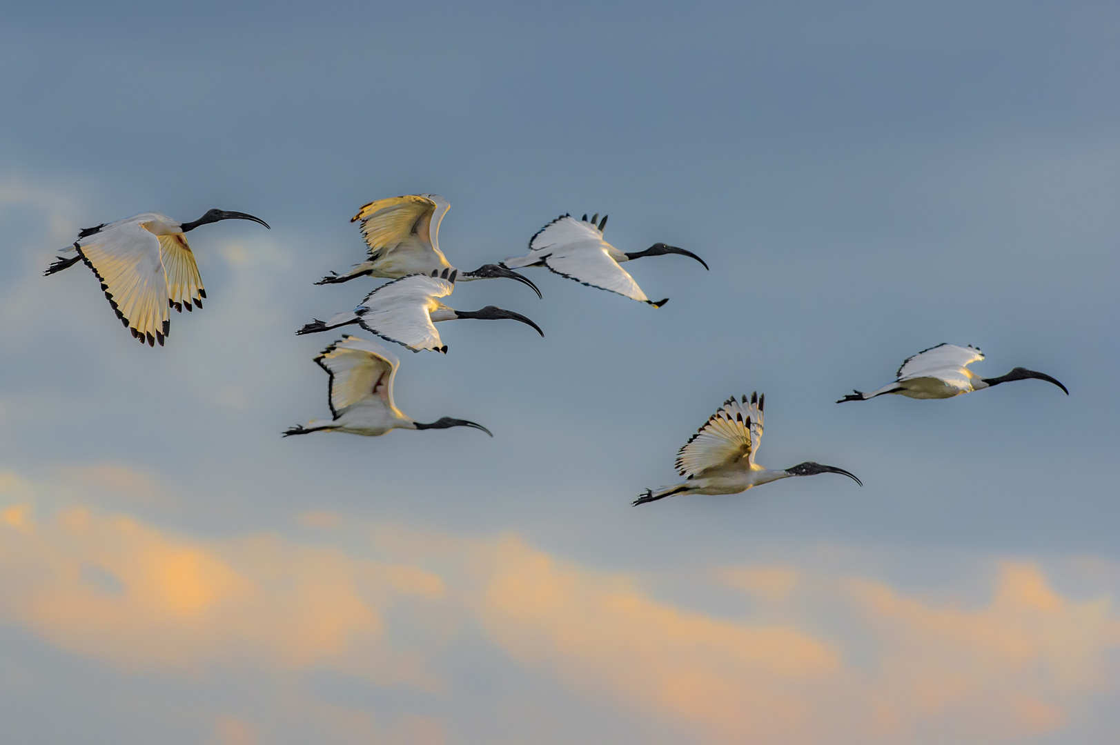 flying in the sunset