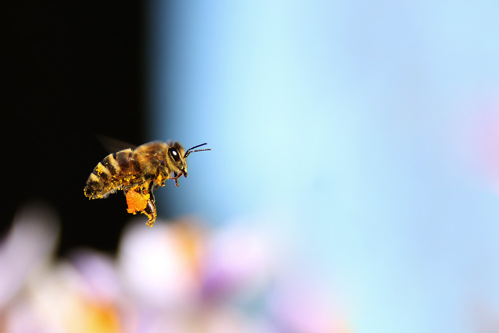 flying into the blue air