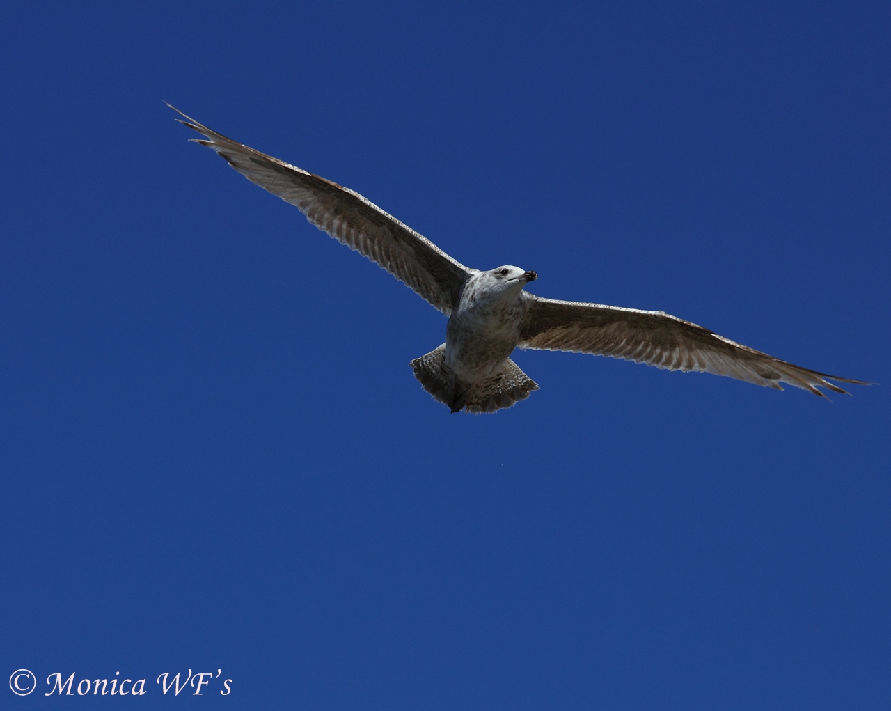 Flying into the New Year .....