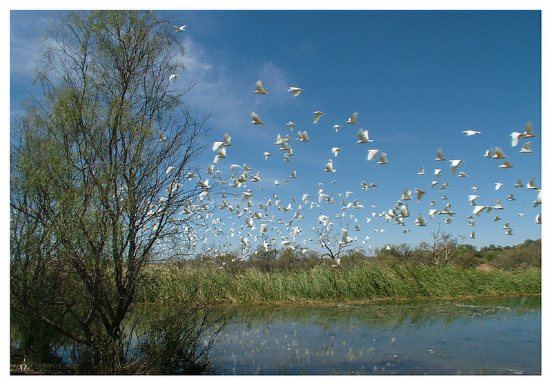 Flying Kakadu