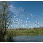 Flying Kakadu