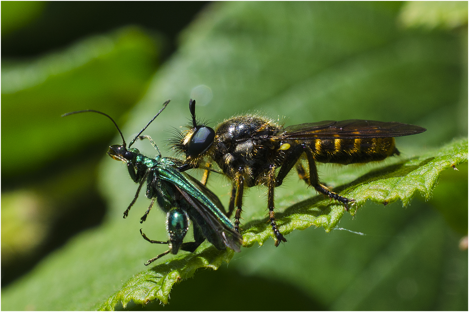 "Flying killer " - Raubfliege mit Opfer