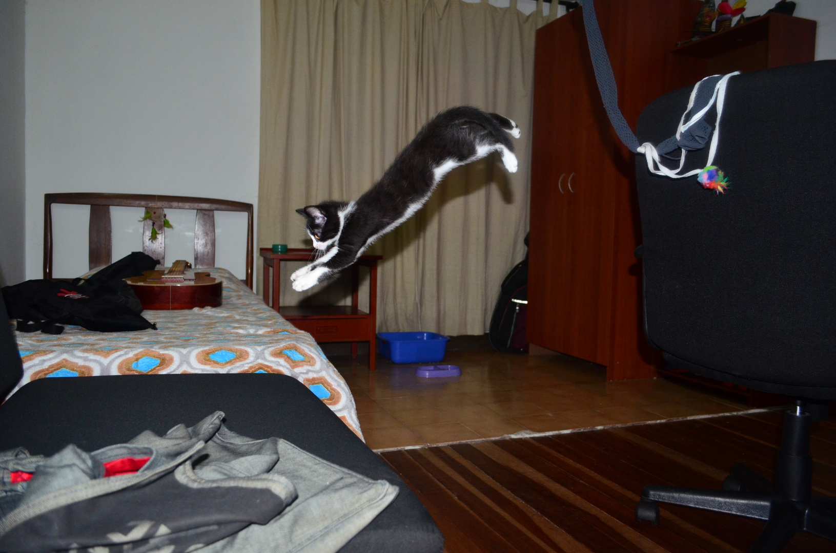Flying kitten