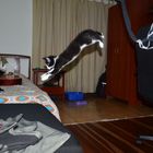 Flying kitten