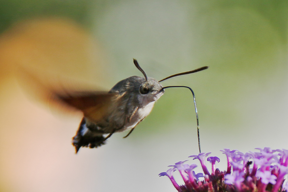 flying "Kolibri"