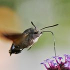 flying "Kolibri"