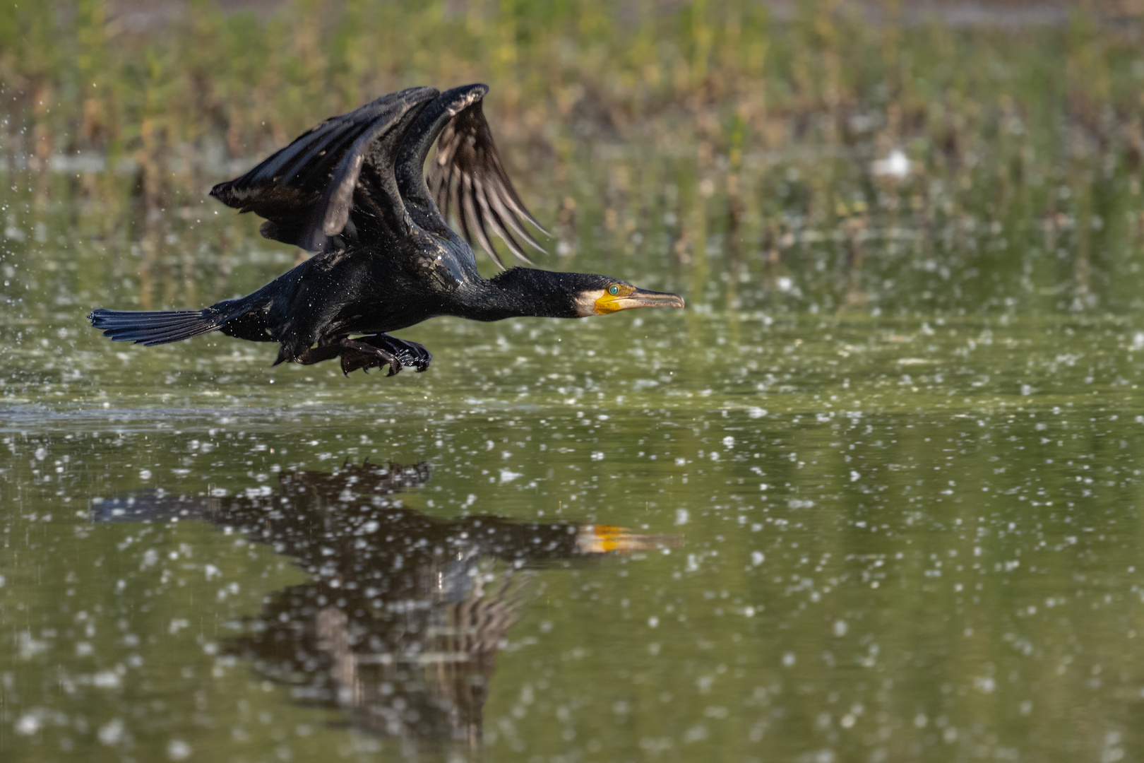 Flying Kormoran...!