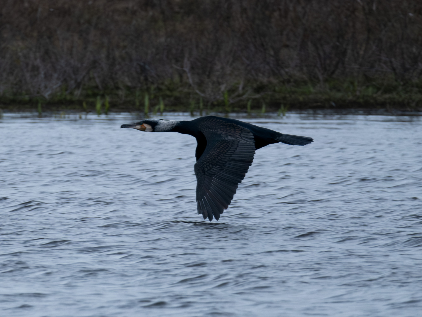 Flying Kormoran