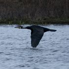 Flying Kormoran