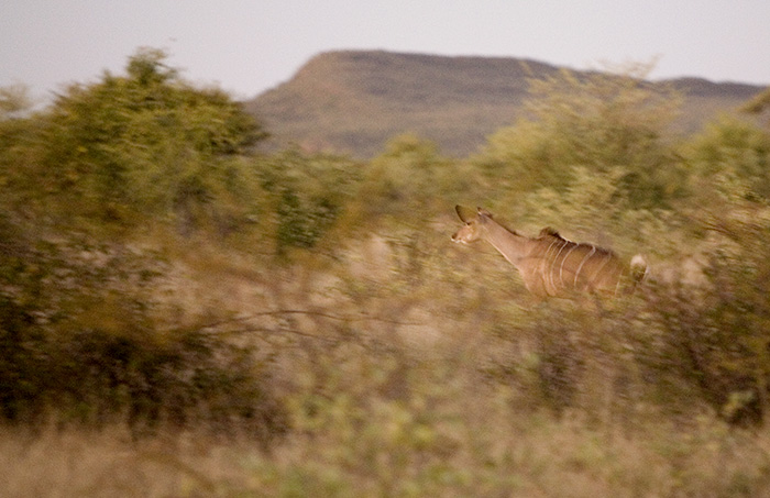 Flying Kudu