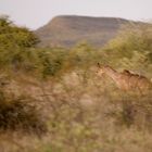 Flying Kudu