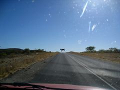 Flying Kudu