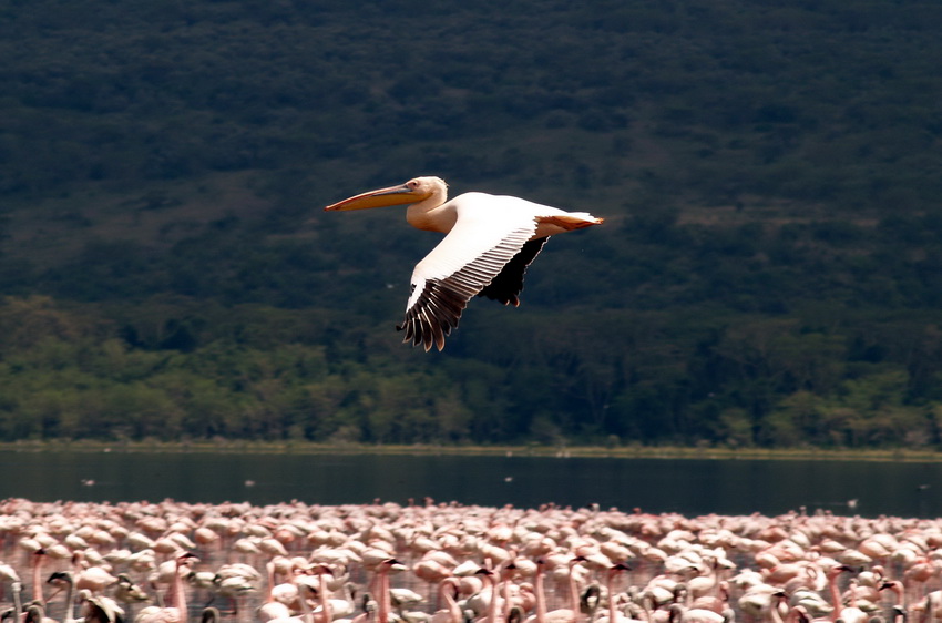 Flying low over the Nakuru Lake