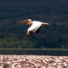 Flying low over the Nakuru Lake