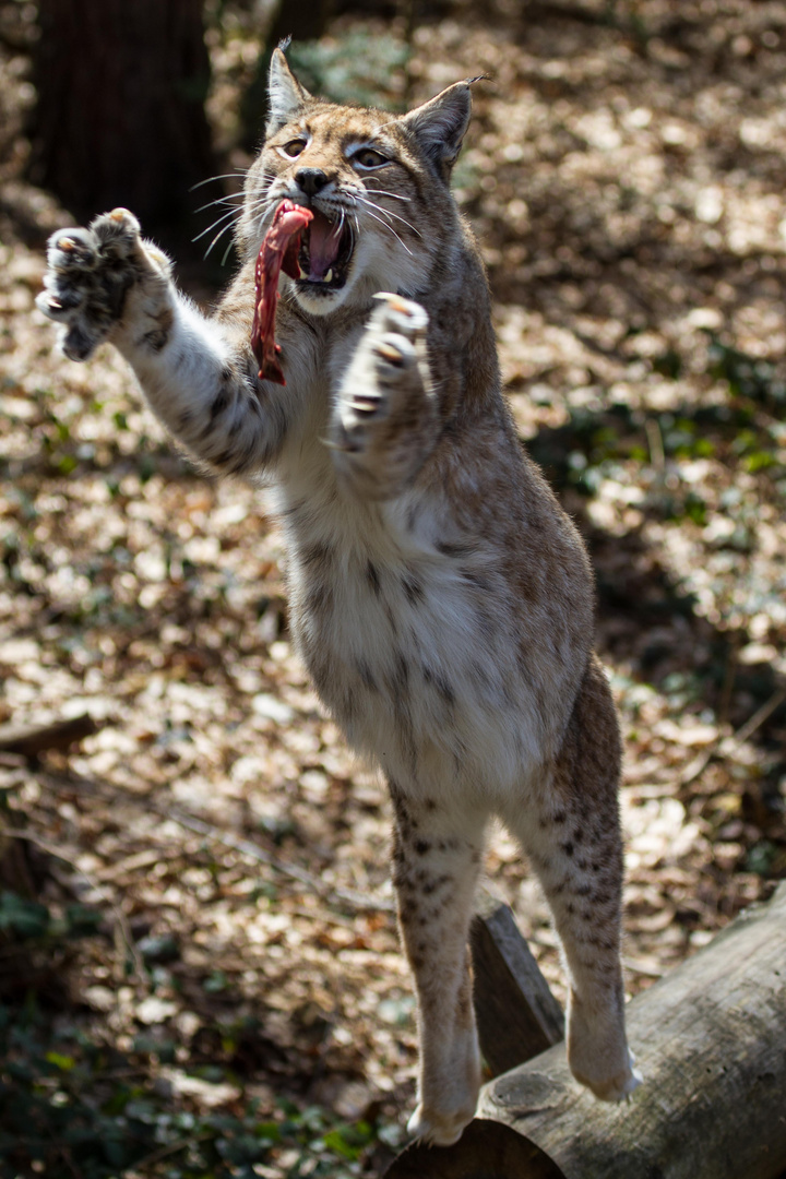 Flying Lynx