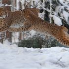 Flying Lynxes