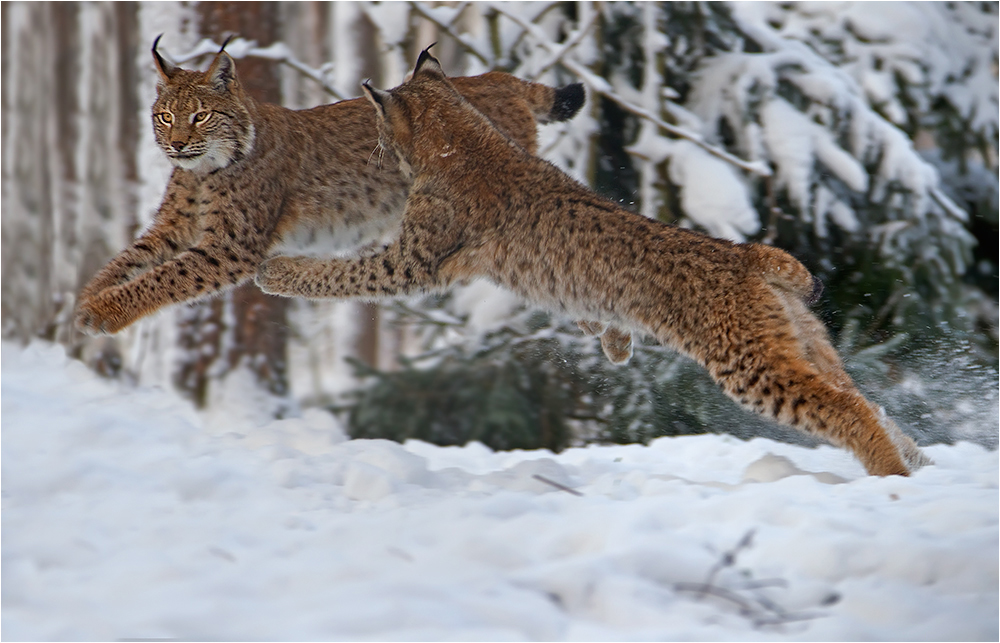 Flying Lynxes