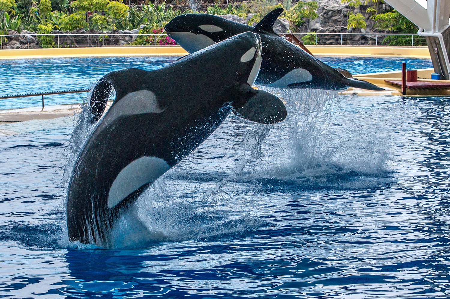 Flying Orcas