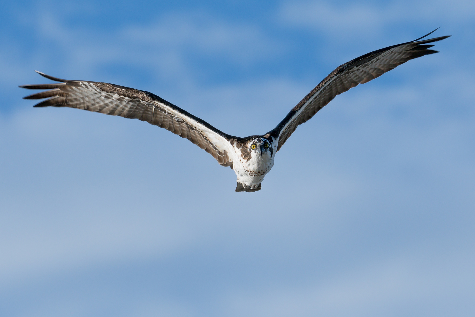 Flying Osprey; frontal