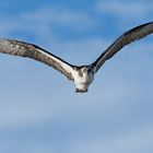 Flying Osprey; frontal