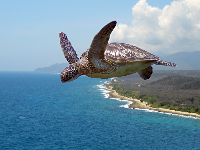 Flying over the turtle's nest