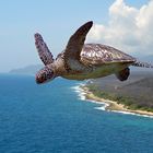 Flying over the turtle's nest