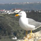 Flying over this world. ( Portugal )