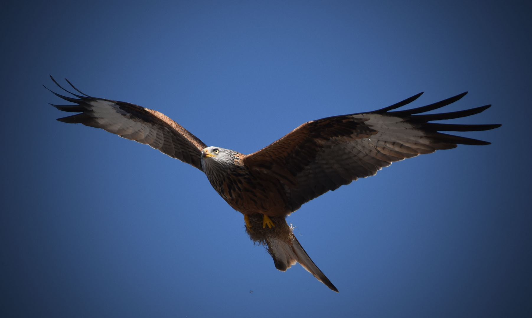 Flying over your House