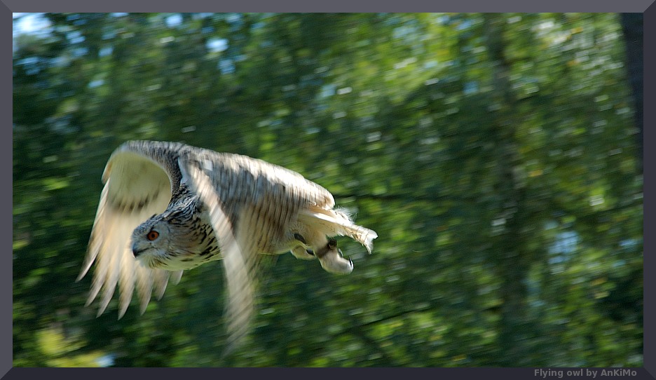 Flying owl