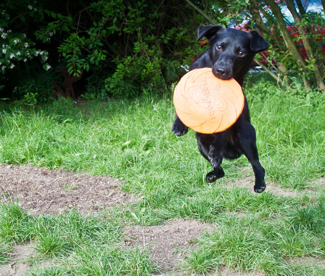 Flying Pan