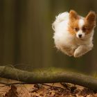 Flying Papillon