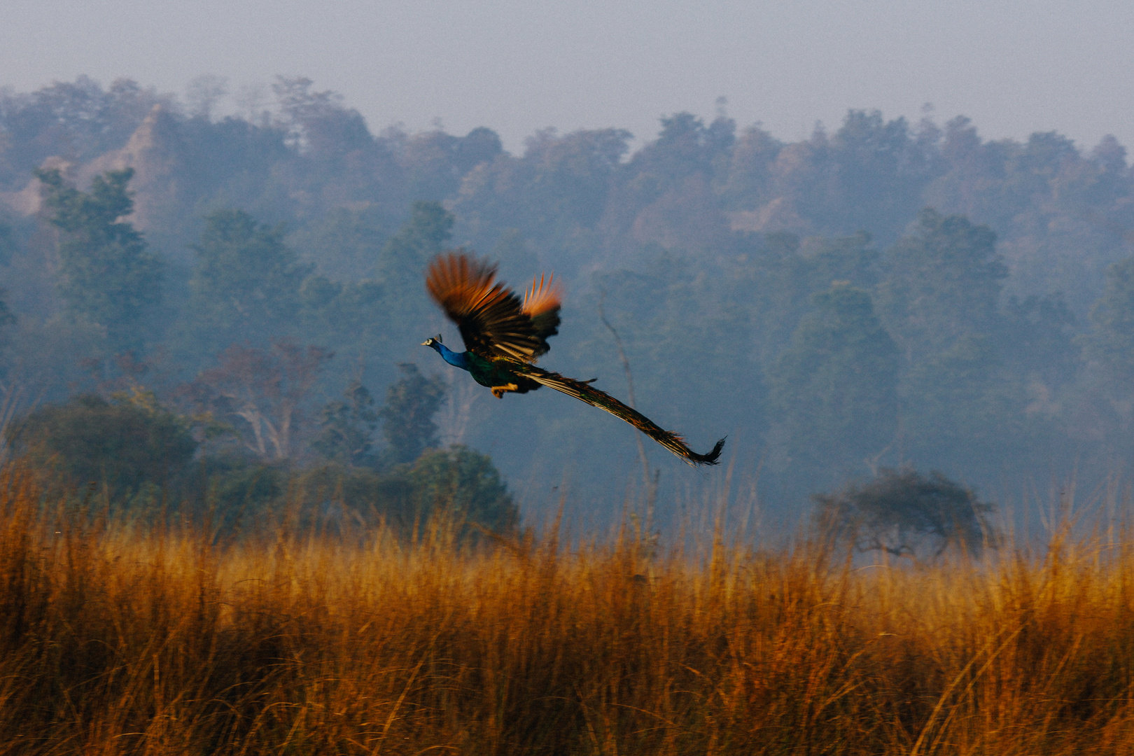 Flying peacock