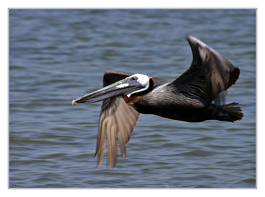 Flying Pelican