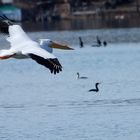 Flying Pelican