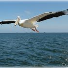 Flying Pelikan......