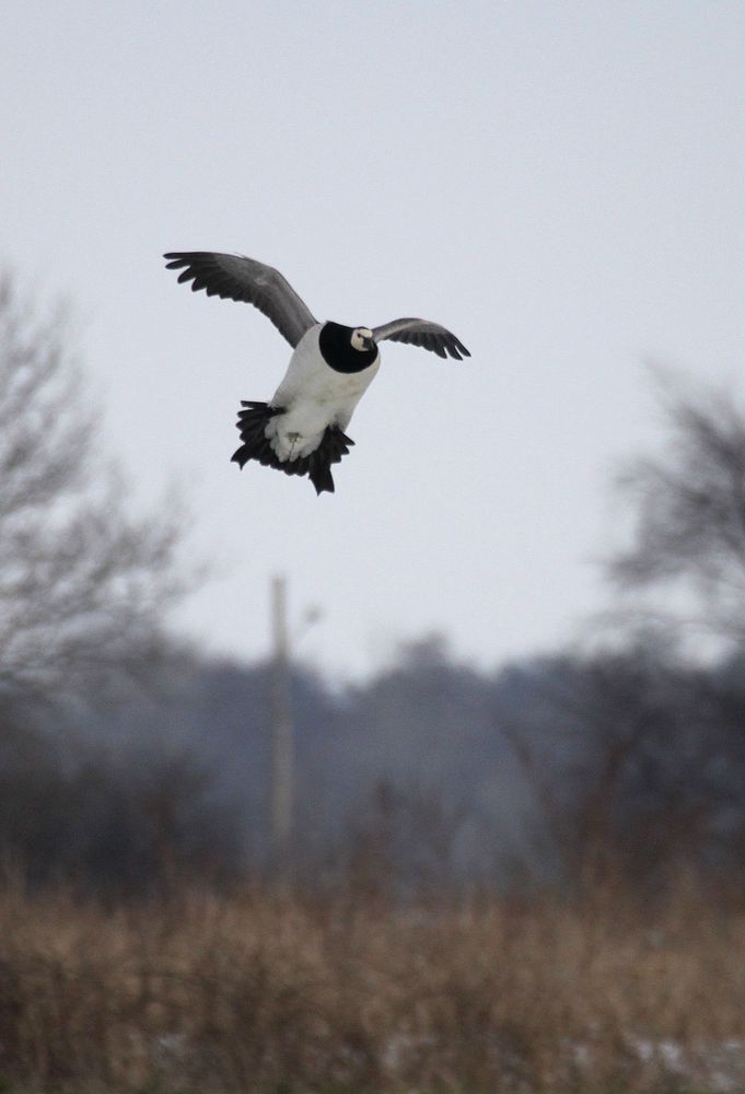 Flying Penguin