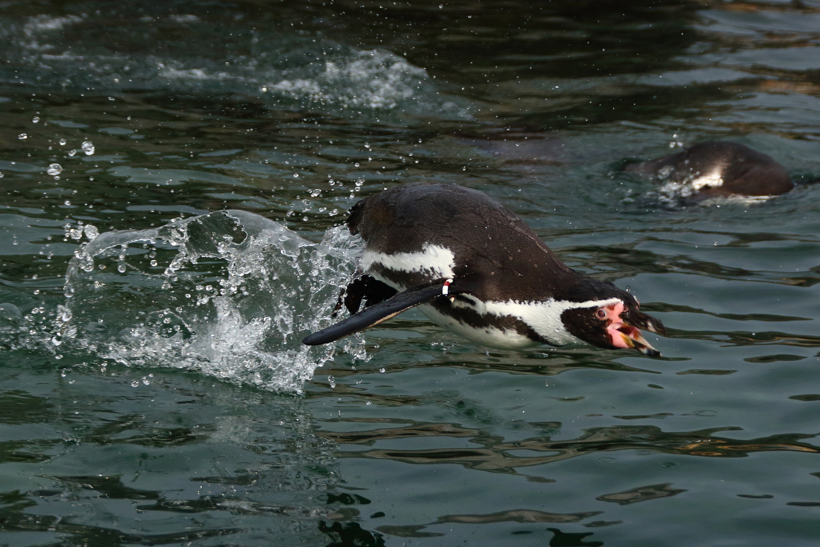 Flying Penguin