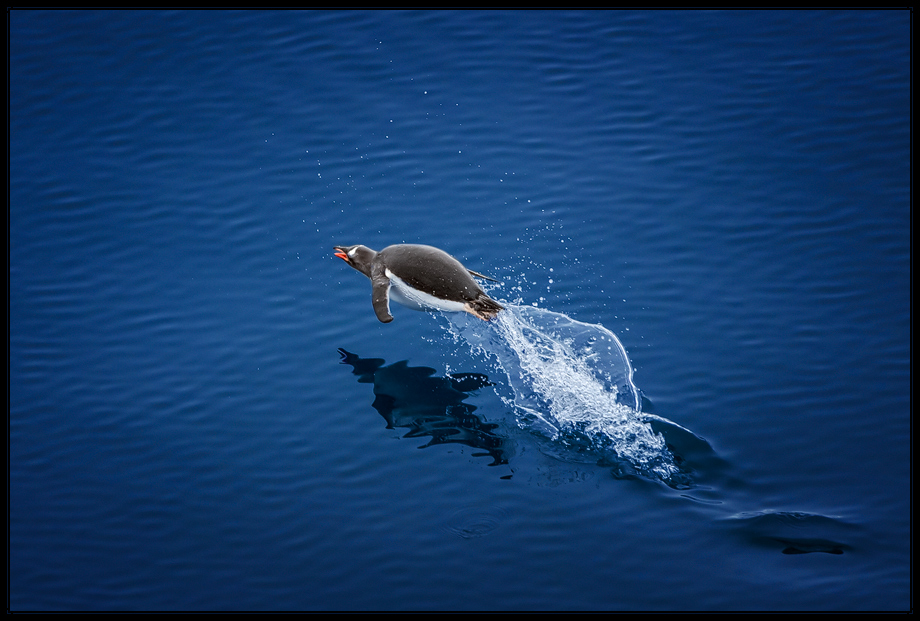 Flying penguin