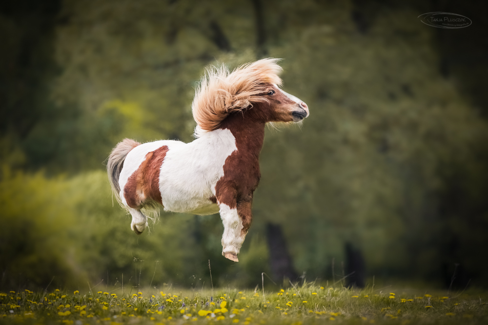 Flying Pony Foto & Bild | animals, pets & farm animals, horses Bilder