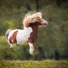 Flying Pony