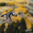 Flying Puffin