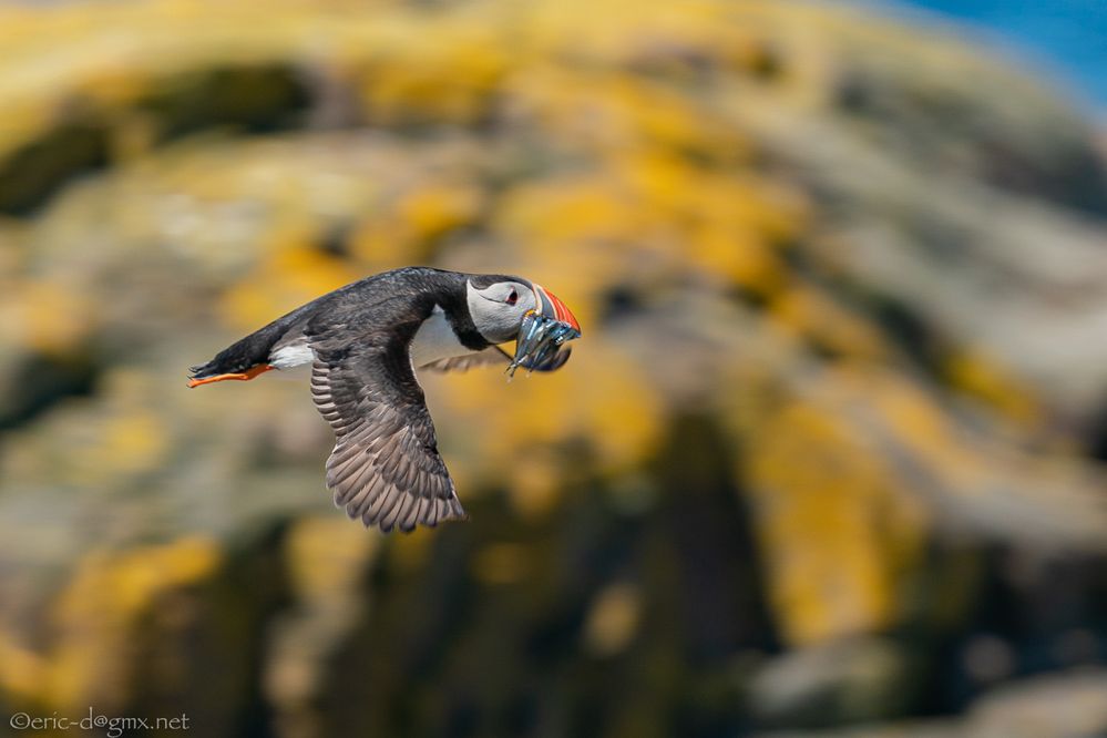 Flying Puffin