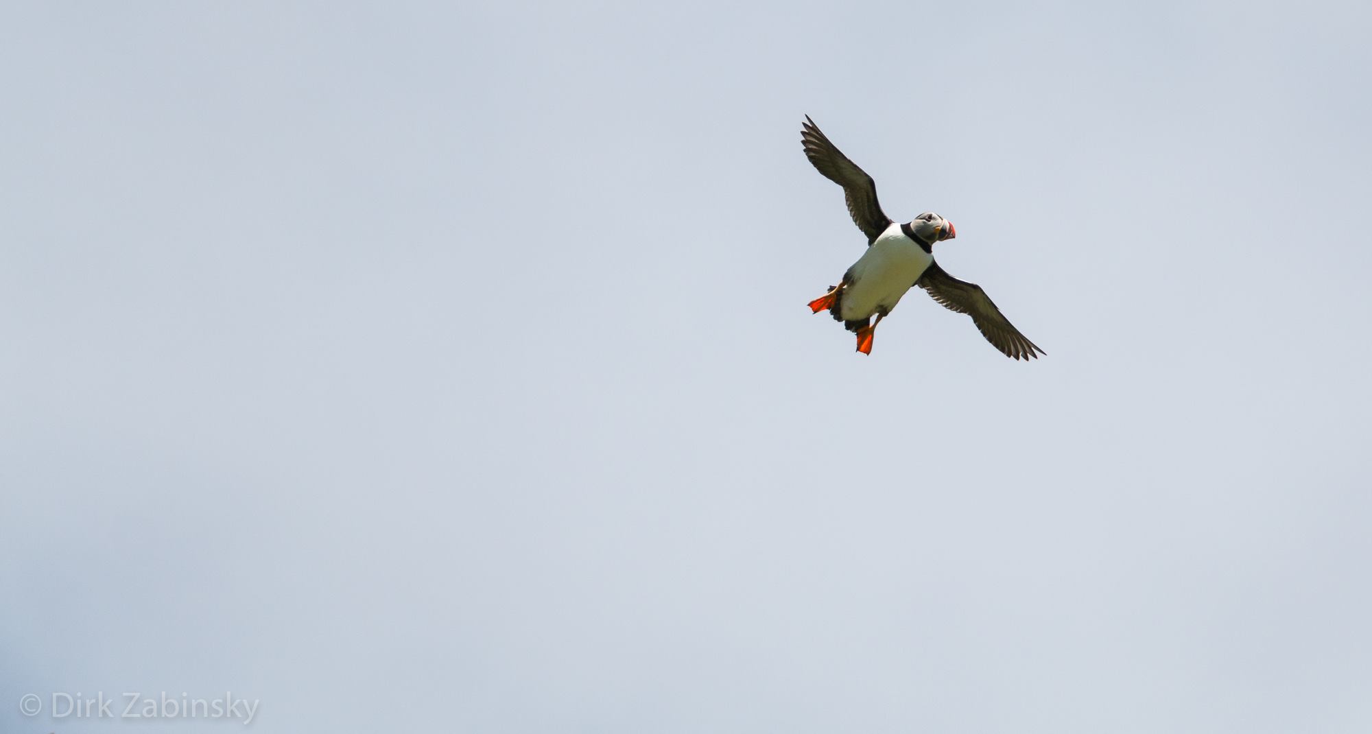 Flying puffin