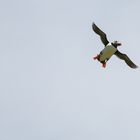 Flying puffin