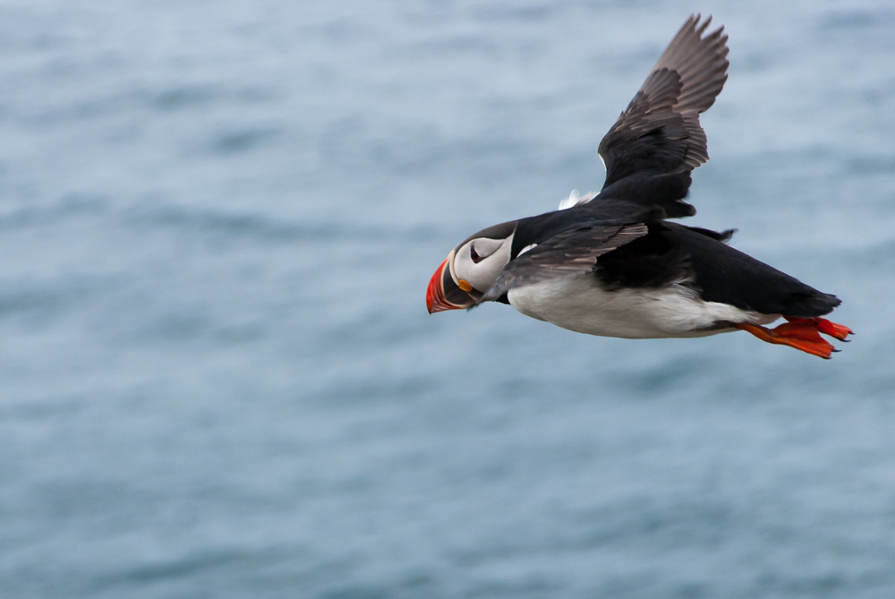 Flying Puffin