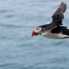 Flying Puffin